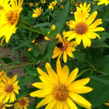 Které trvalky kvetou nejdéle: 6 nejlepších druhů do zahrady